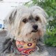 ESTRELLA - Ubeda - NOTFALL!!!, Shih Tzu - Yorkshire Terrier Mischling - Hündin