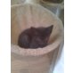 EUROPÄISCH KURZHAAR - Kater