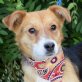 EVA - Ubeda, Pinscher-Mischling, kastriert - Hündin