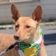 EVA - Ubeda, Podenco - kastriert - Hündin