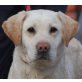 EVANA, Pflegestelle Niederösterreich, hübsche, freundliche Labrador - Hündin