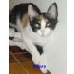 EVAX-FINA-SEGURA , Europäische Kurzhaarkatze - Katze