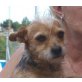 EVI, Yorkie Mix - Hündin