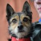 EVITA - Linares, Chihuahua-Terrier-Mischling - kastriert - Hündin