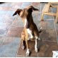 EVITA, Podenco Canario - Hündin