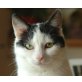 EVITA, Tierschutz - Katze