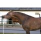 EW Merlin, Arabisches Vollblut, Araber - Hengst