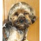 EWOK 2, Pflegestelle Tirol, unglaublich verschmuster Yorki/Tibet-Terrier  - Rüde