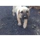 EWOK, Presa canario Welpen - Rüde