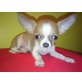 EXTRA MINI , Chihuahua kurzhaariger Schlag Welpen - Rüde
