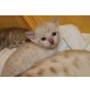 EYSHA SNOW BENGAL KATZE BLAUE AUGEN, Bengalkatze - Katze