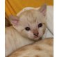 EYSHA SNOW BENGAL KATZE BLAUE AUGEN, Bengalkatze - Katze