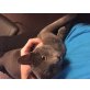 Earl Grey, Russisch Blau - Kater