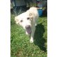 Earl, Setter  Maremmano Mix Welpen - Rüde