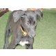 Easy, Galgo Español Welpen - Hündin