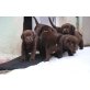 Easy Rider, Labrador Retriever Welpen - Rüde