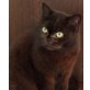 Ebony, Britisch Kurzhaarkatze - Katze