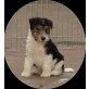 Ebony, Drahthaar-Foxterrier Welpen - Rüde