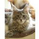 Ebony, Maine Coon - Katze