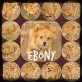 Ebony, Mix - Hündin