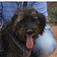 Ebony-NOTFALL, Schnauzer Mix - Hündin