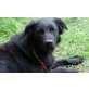 Ebony, immer auf Futtersuche, Mischling - Rüde