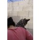 Ebro, Europäische Kurzhaarkatze - Kater