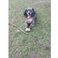 Eclair, Australian Shepherd Dog - Rüde