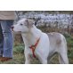 Eco, Husky- Maremmano-Mix - Hündin