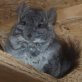 Ed Hardy, Angora-Chinchilla - männlich