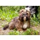 Edaka + Erima + E-naya von KAIWA, Lhasa Apso - Rüde