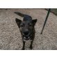 Edda  eine echte Freundin, Molosser  Schäferhund Mix - Hündin