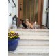 Eddi,Selma,Foxi, jagd/pinscher/jack russel Welpen - Hündin