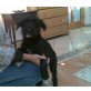 Eddie, BeardedCollie-Retriever Welpen - Rüde