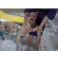 Eddie, Belgischer Schäferhund-Mix - Rüde