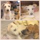 Eddie, Mischling Welpen - Rüde