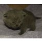 Eddie Murphy, Britisch Kurzhaarkatze - Kater