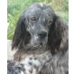 Eddie, Setter-Mix - Rüde