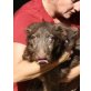 Eddie, netter Mix Welpen - Rüde