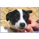 Eddin, lieber Familienhund - Rüde