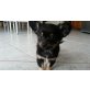 Eddy, Chihuahua kurzhaariger Schlag Welpen - Rüde