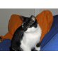 Eddy, Europäische Kurzhaarkatze - Kater