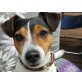 Eddy, Jack-Russell-Terrier - Rüde