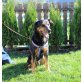 Eddy, Schäferhund Mischling - Rüde