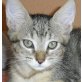 Eddy, verspielter - Kater