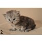 Edelmix - Main Coon - Kater