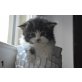Edelmix - Main Coon - Kater