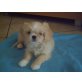 Edelmix Shih-tzu-Pekinese - Hündin