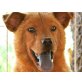 Eden, Chow Chow Mischling - Rüde