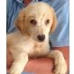 Edgar, Edgar, griechischer 'Flokati' sucht Familie - Rüde